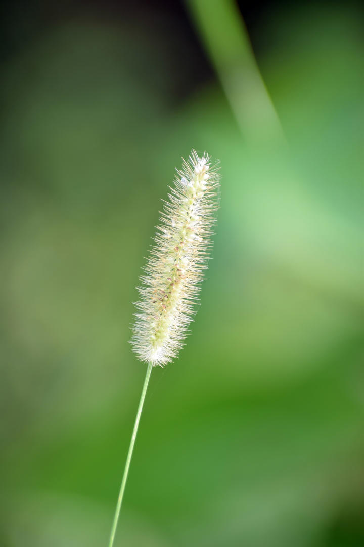 女儿以父母偏心哥哥为由拒绝赡养